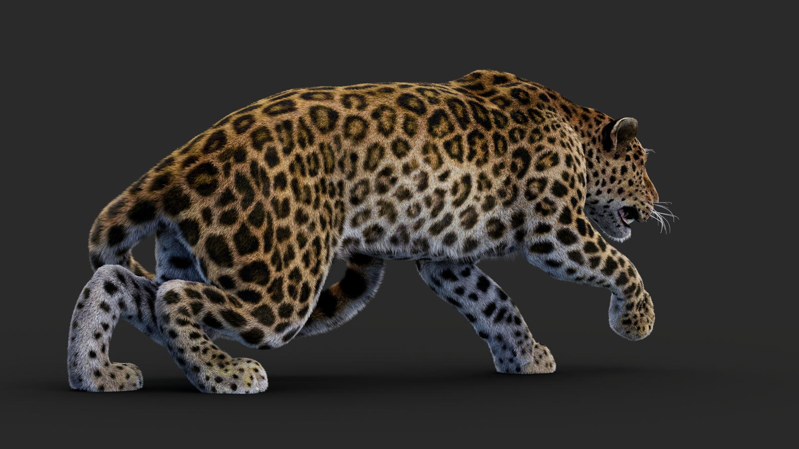 Rigged Leopard 3D Model Fur 360° view 1 frame 21