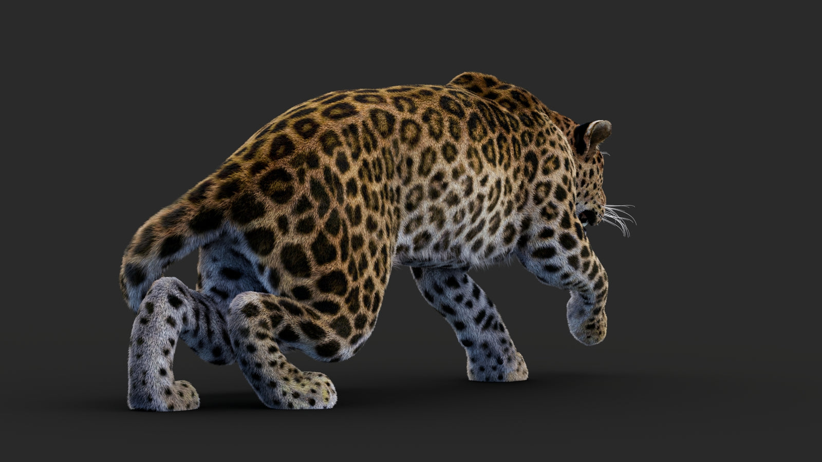 Rigged Leopard 3D Model Fur 360° view 1 frame 23