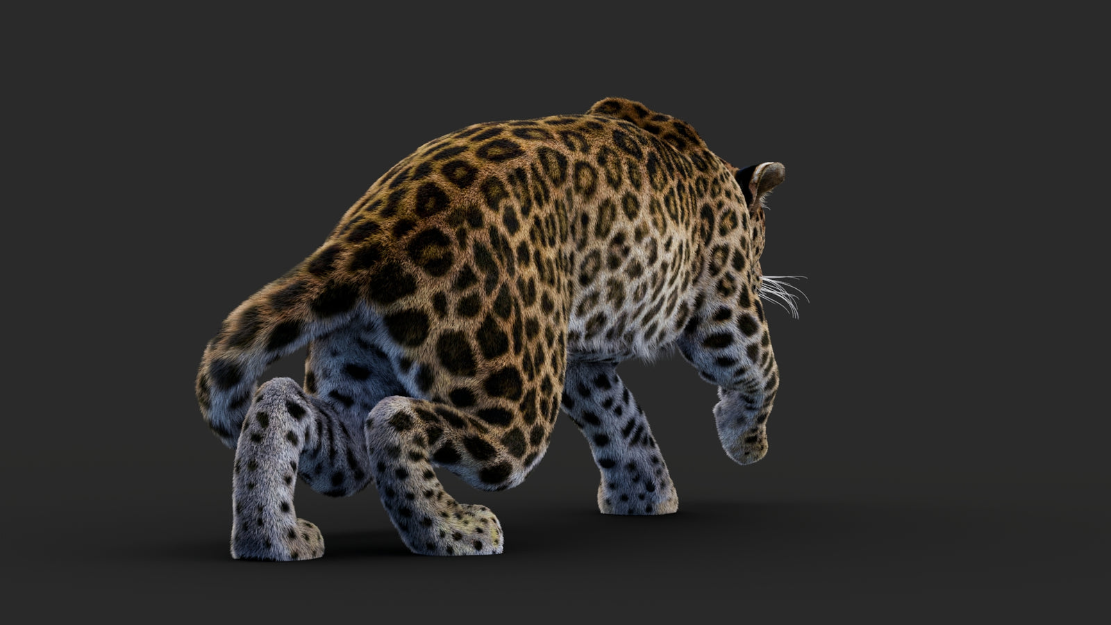 Rigged Leopard 3D Model Fur 360° view 1 frame 24