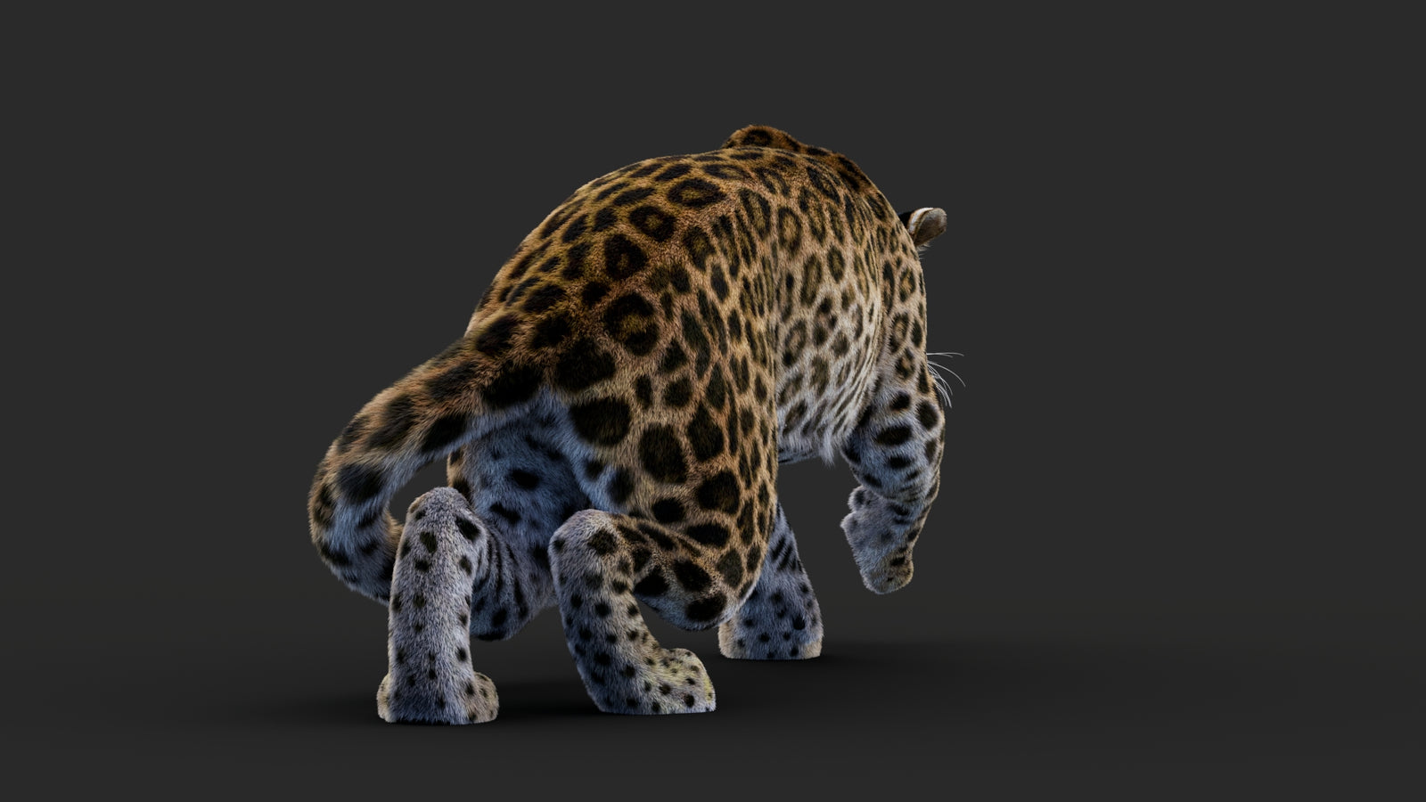 Rigged Leopard 3D Model Fur 360° view 1 frame 25