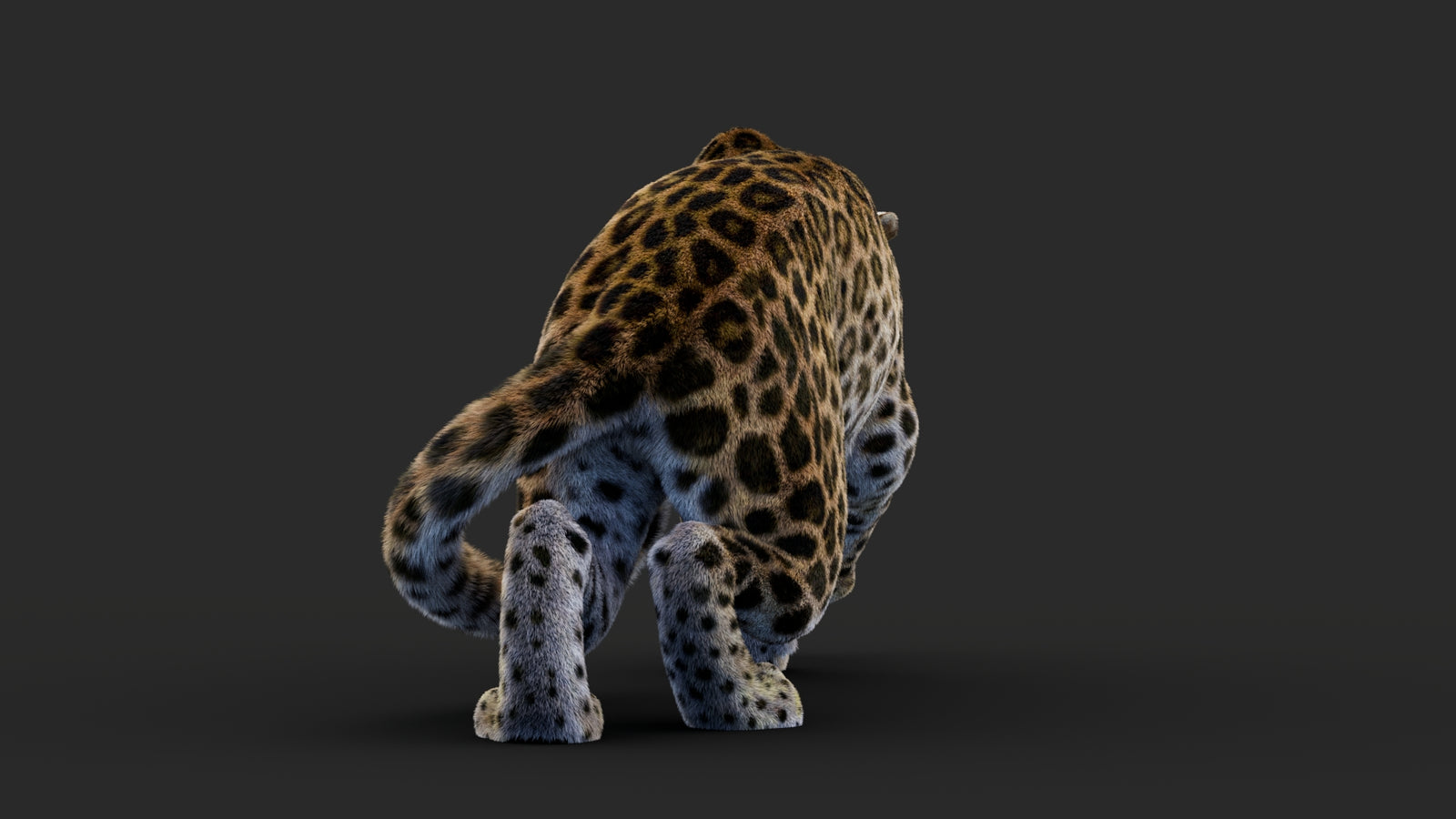 Rigged Leopard 3D Model Fur 360° view 1 frame 26