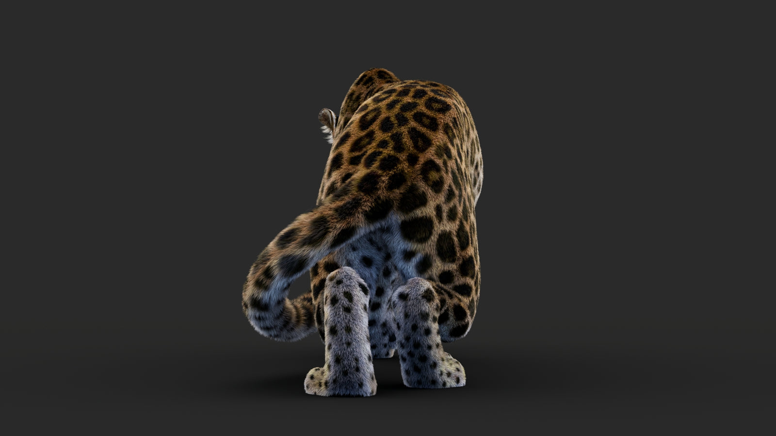 Rigged Leopard 3D Model Fur 360° view 1 frame 27