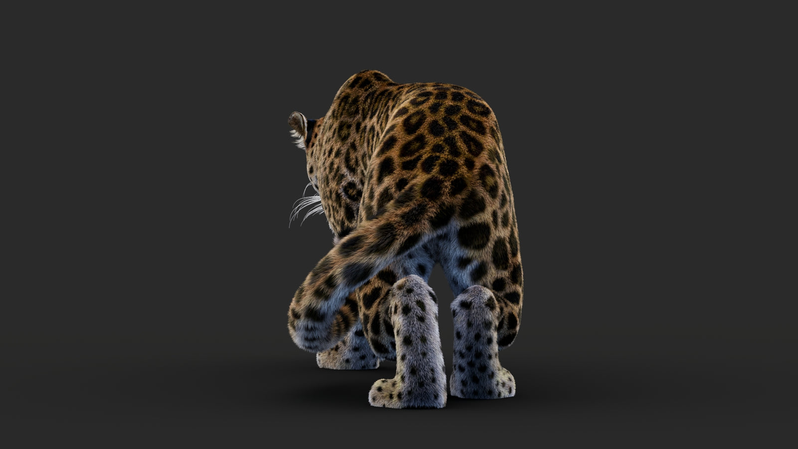 Rigged Leopard 3D Model Fur 360° view 1 frame 28