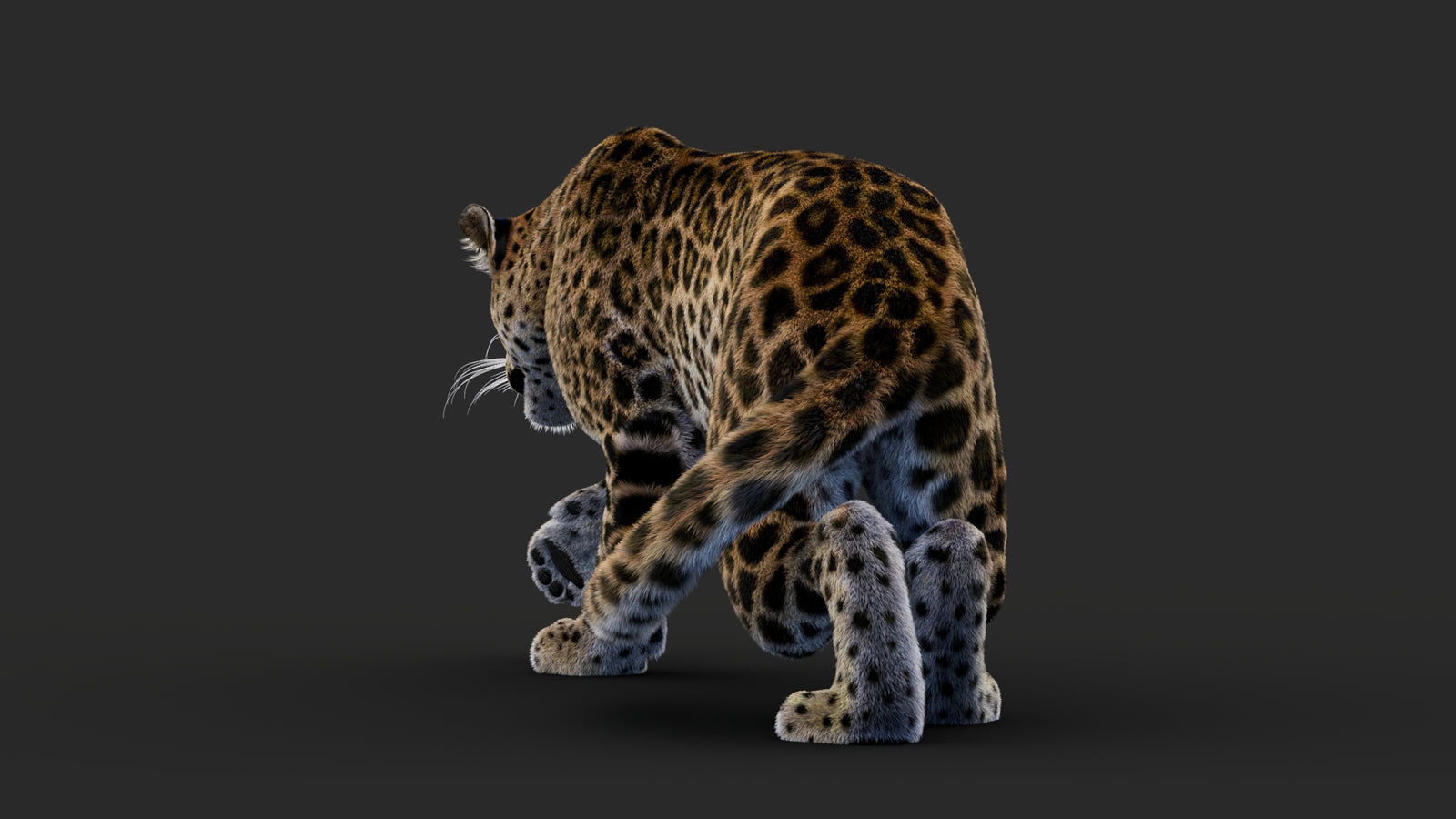 Rigged Leopard 3D Model Fur 360° view 1 frame 29