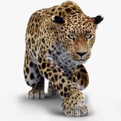 Rigged Leopard 3D Model Fur