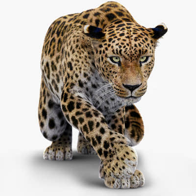 Rigged Leopard 3D Model Fur