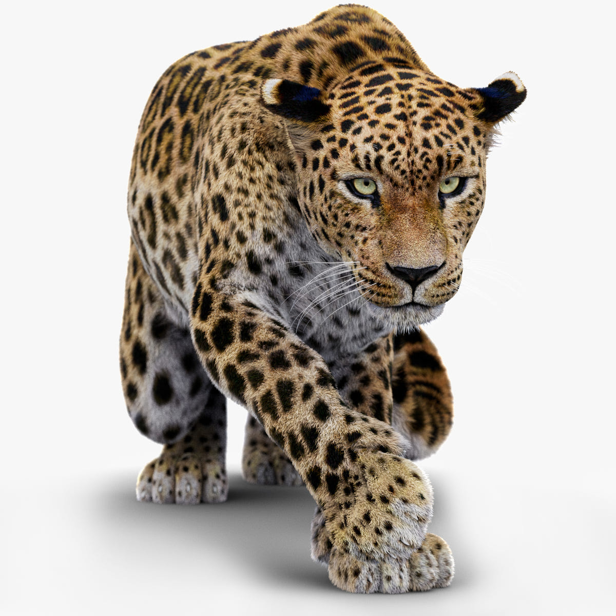 Rigged Leopard 3D Model with Fur