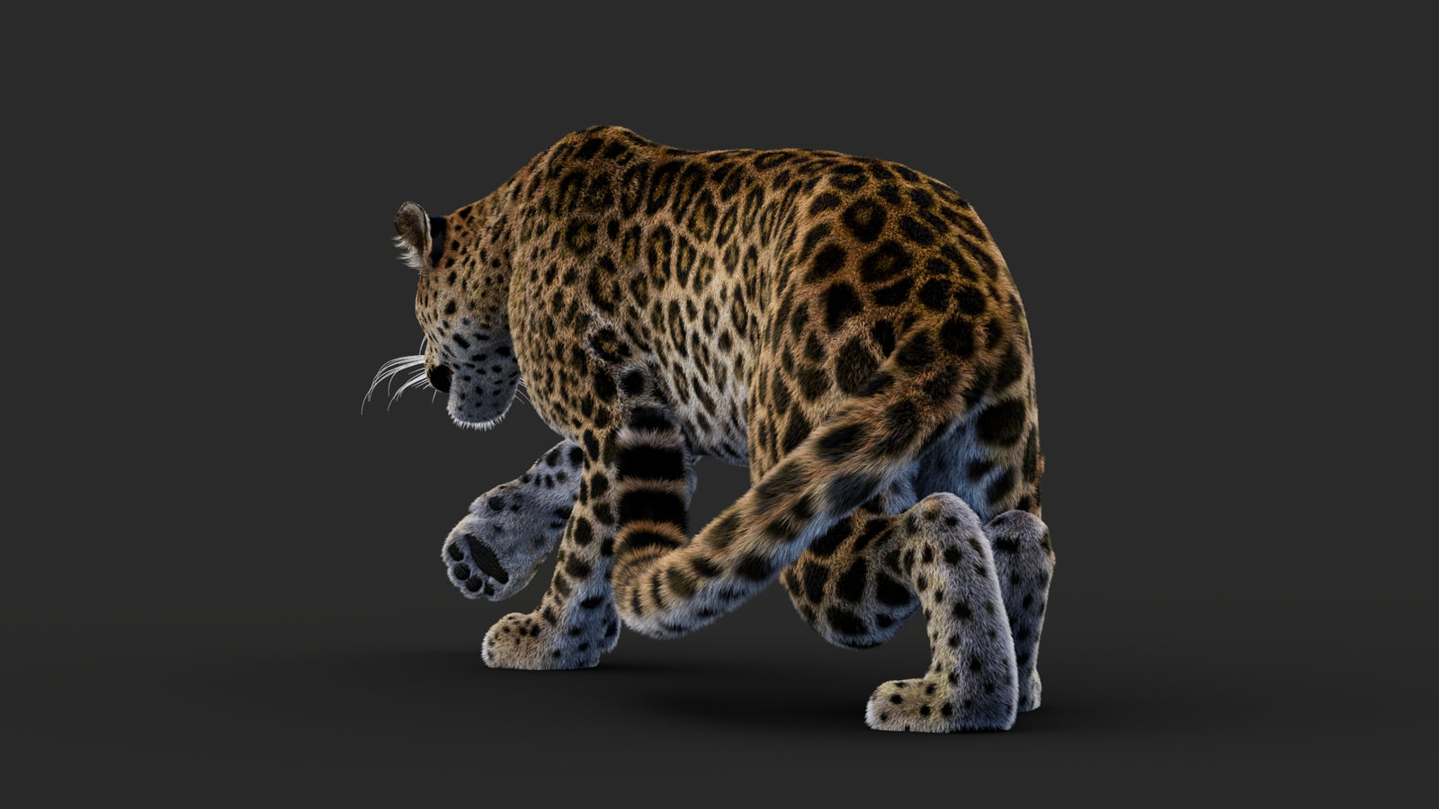Rigged Leopard 3D Model Fur 360° view 1 frame 30