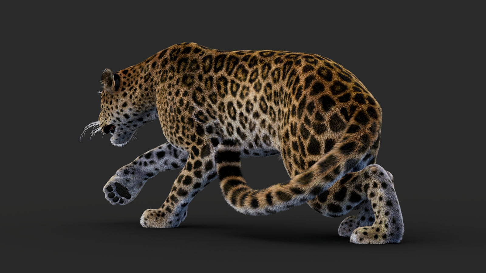 Rigged Leopard 3D Model Fur 360° view 1 frame 32