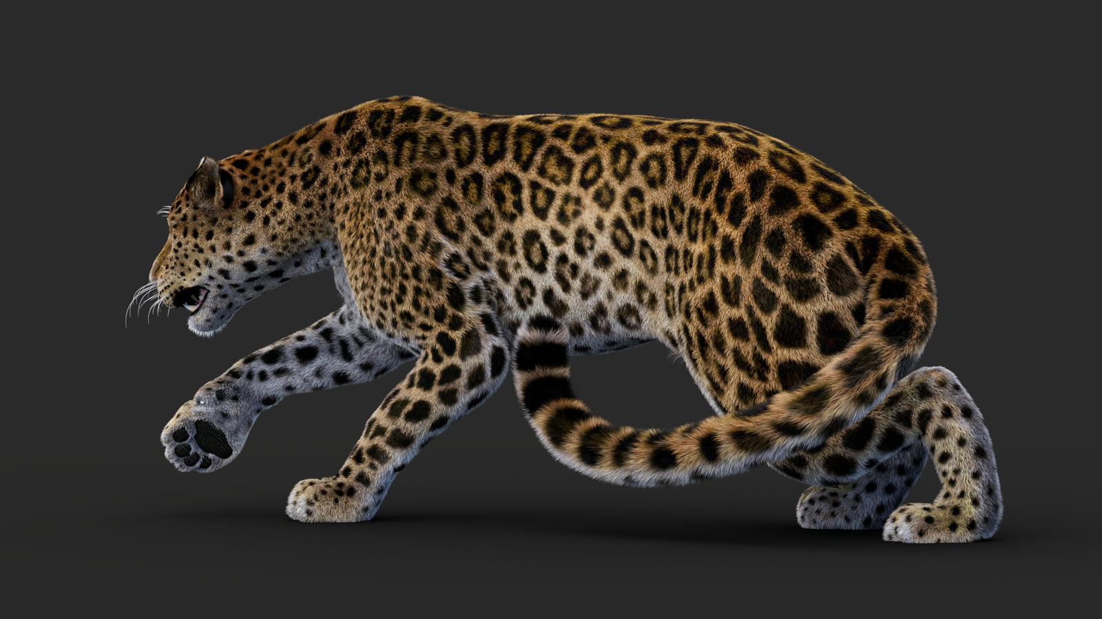Rigged Leopard 3D Model Fur 360° view 1 frame 34