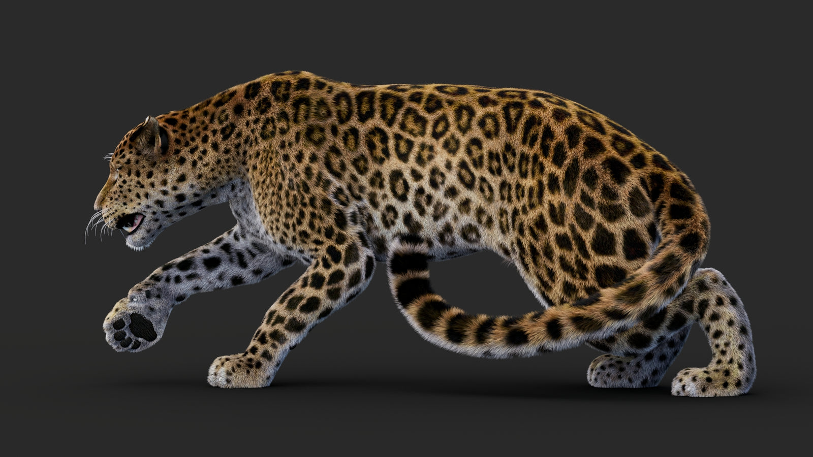 Rigged Leopard 3D Model Fur 360° view 1 frame 35