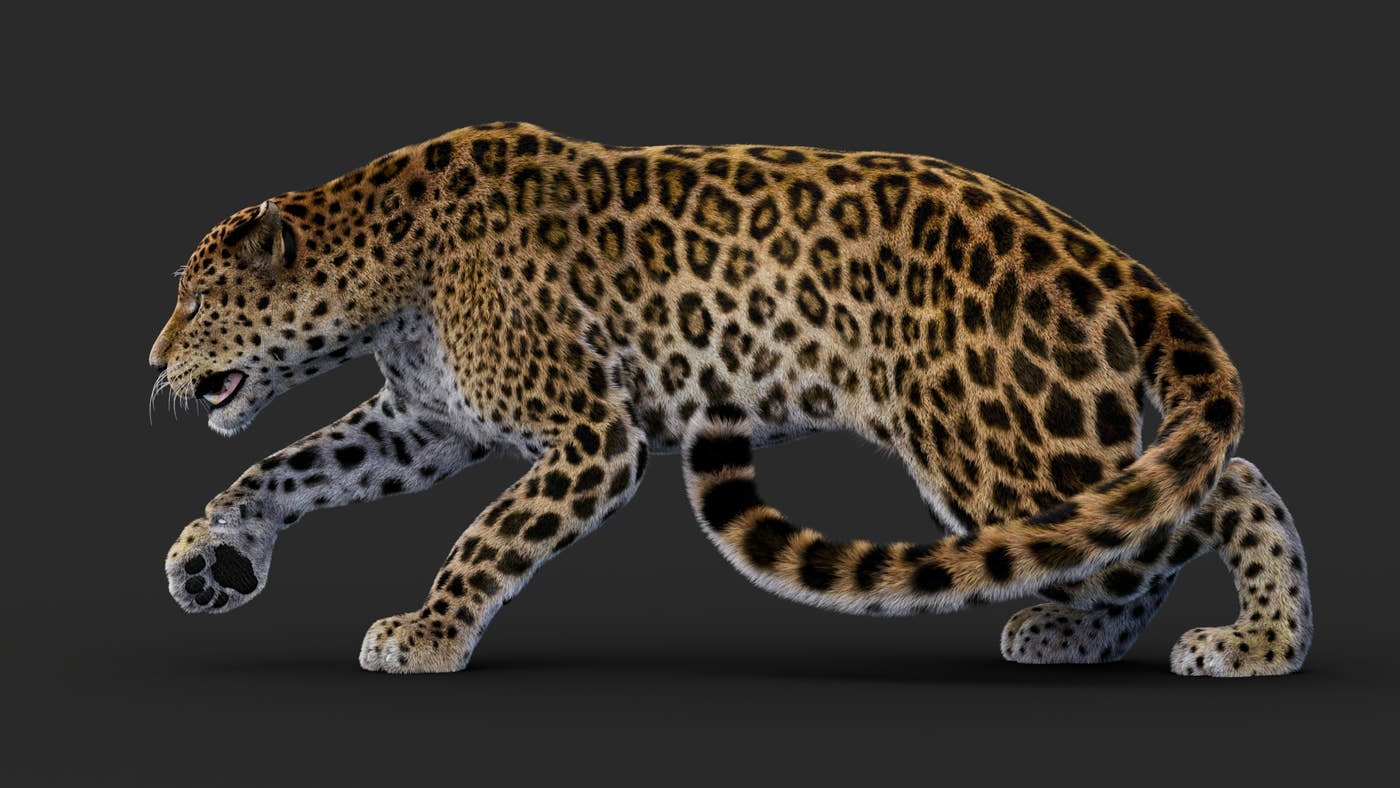Rigged Leopard 3D Model Fur - 360 Degree View