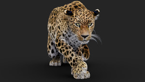 Rigged Leopard 3D Model with realistic Fur Thumbnail