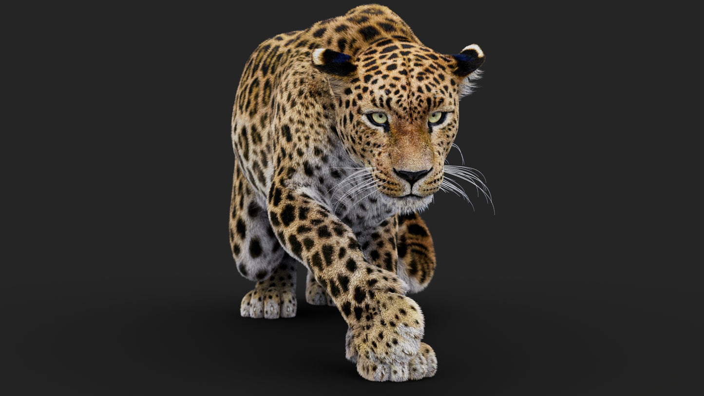 Rigged Leopard 3D Model Fur