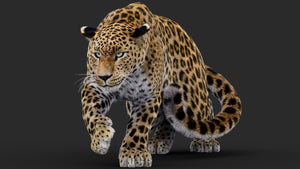 Rigged Leopard 3D Model with Fur