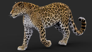 Rigged Leopard 3D Model with Fur