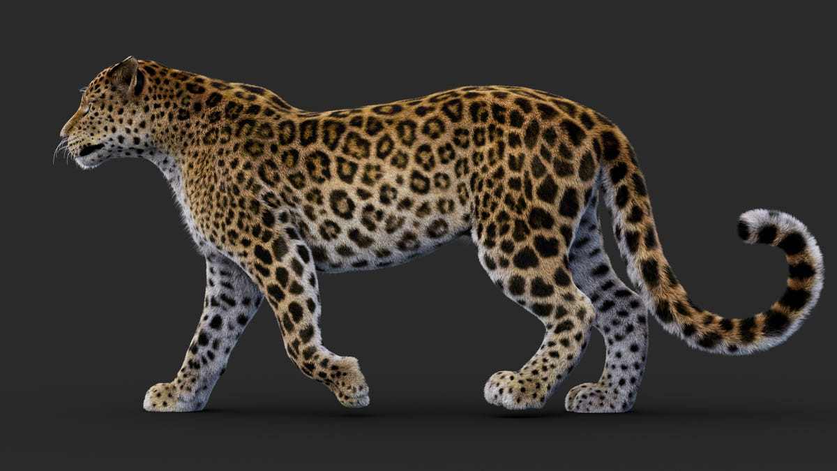 Rigged Leopard 3D Model with Fur