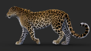 Rigged Leopard 3D Model with Fur Thumbnail