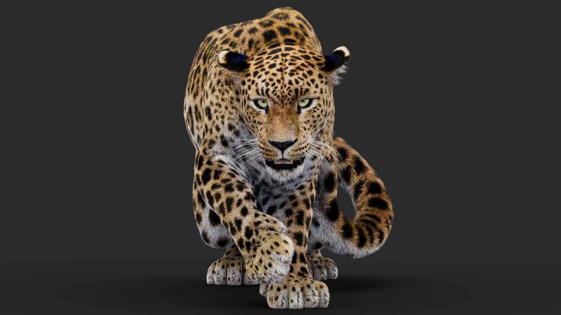 Rigged Leopard 3D Model with Fur