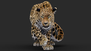 Rigged Leopard 3D Model with Fur Thumbnail