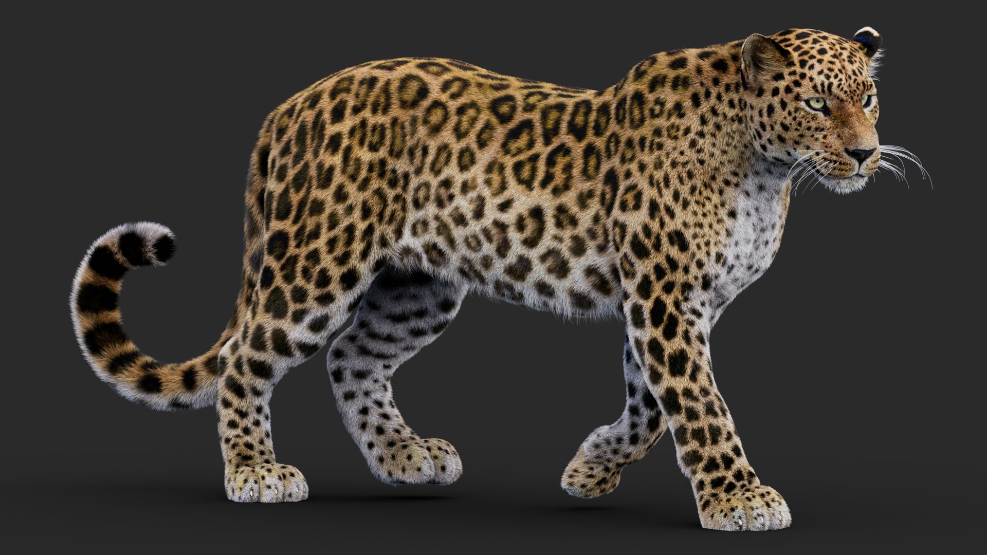 Rigged Leopard 3D Model with Fur