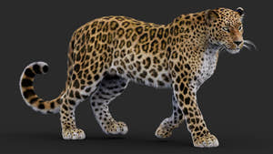 Rigged Leopard 3D Model with Fur Thumbnail