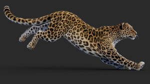 Rigged Leopard 3D Model running pose with Fur