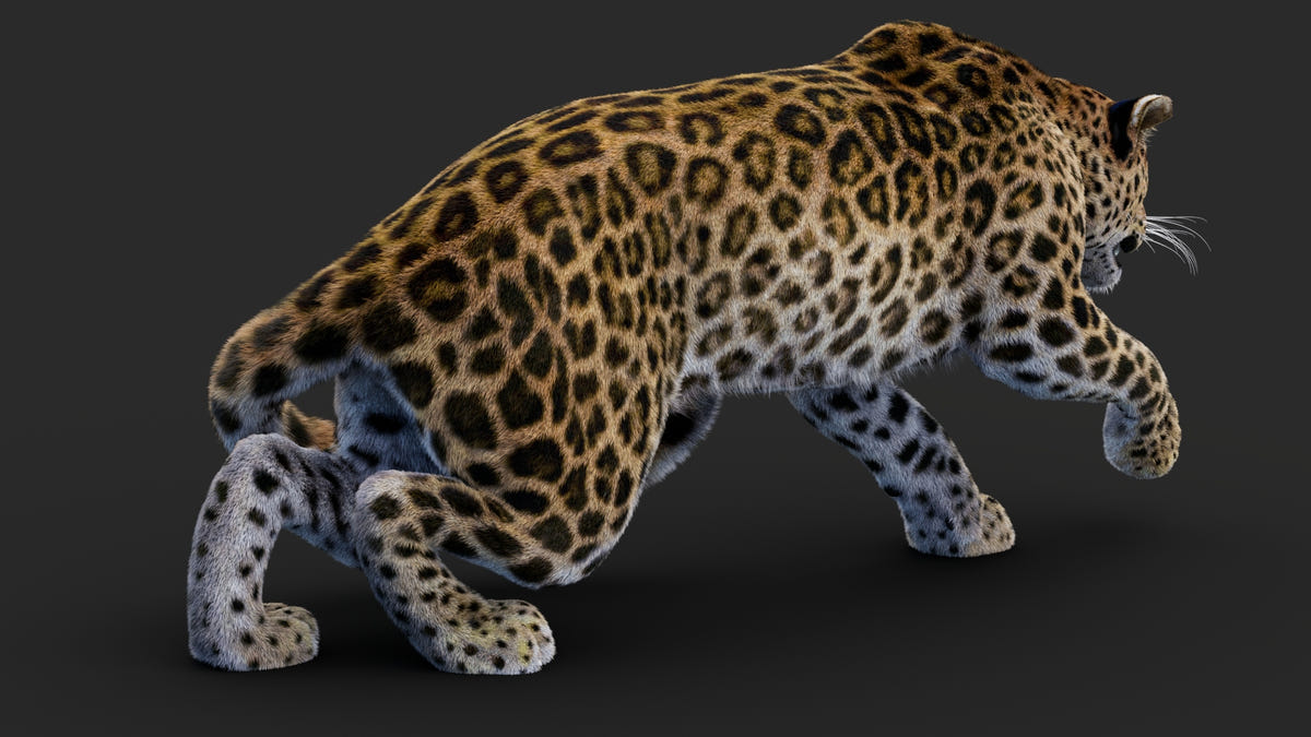 Rigged Leopard 3D Model with Fur