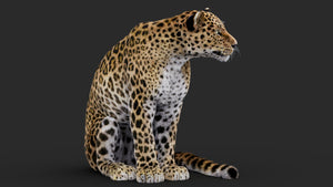 Rigged Leopard 3D Model sitting with Fur