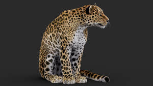 Rigged Leopard 3D Model sitting with Fur Thumbnail