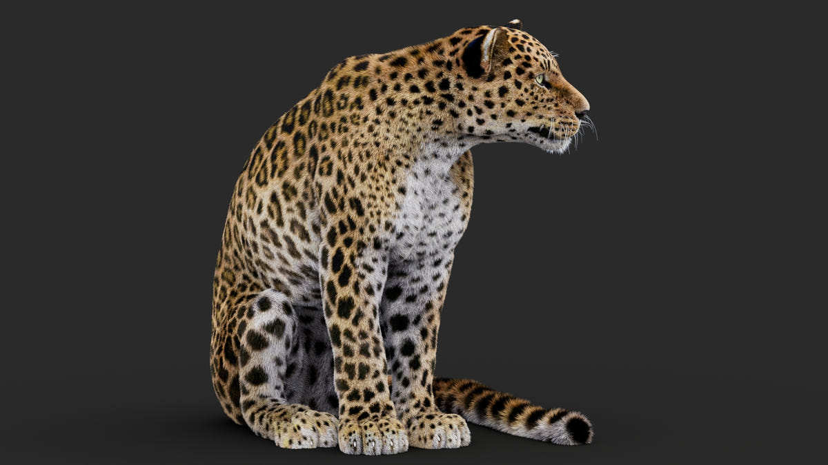 Rigged Leopard 3D Model sitting with Fur