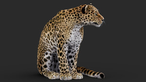 Rigged Leopard 3D Model sitting with Fur Thumbnail