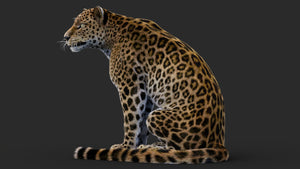 Rigged Leopard 3D Model with Fur