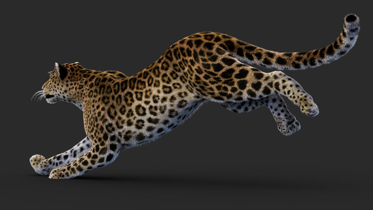 Rigged Leopard 3D Model with Fur