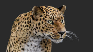 Rigged Leopard 3D Model with Fur