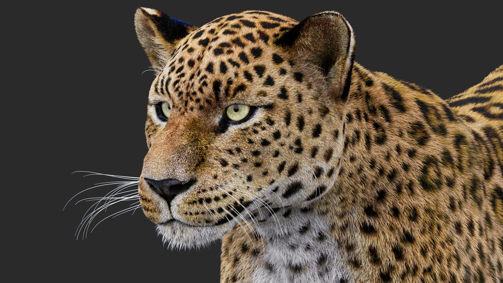 Rigged Leopard 3D Model with Fur