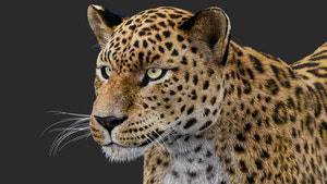 Rigged Leopard 3D Model with Fur Thumbnail