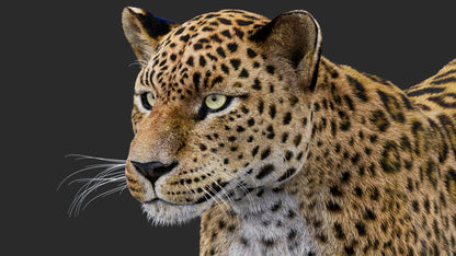 Rigged Leopard 3D Model Fur