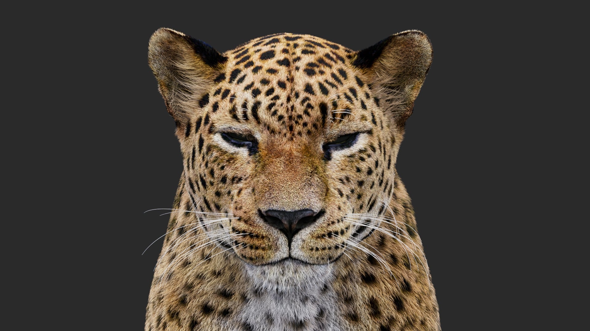 Rigged Leopard 3D Model with Fur
