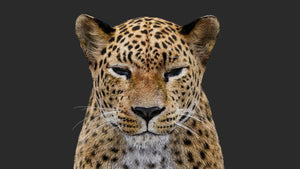 Rigged Leopard 3D Model with Fur