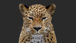 Rigged Leopard 3D Model with Fur Thumbnail