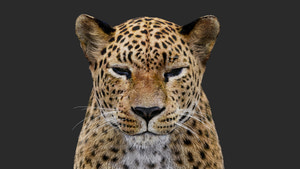 Rigged Leopard 3D Model with Fur Thumbnail