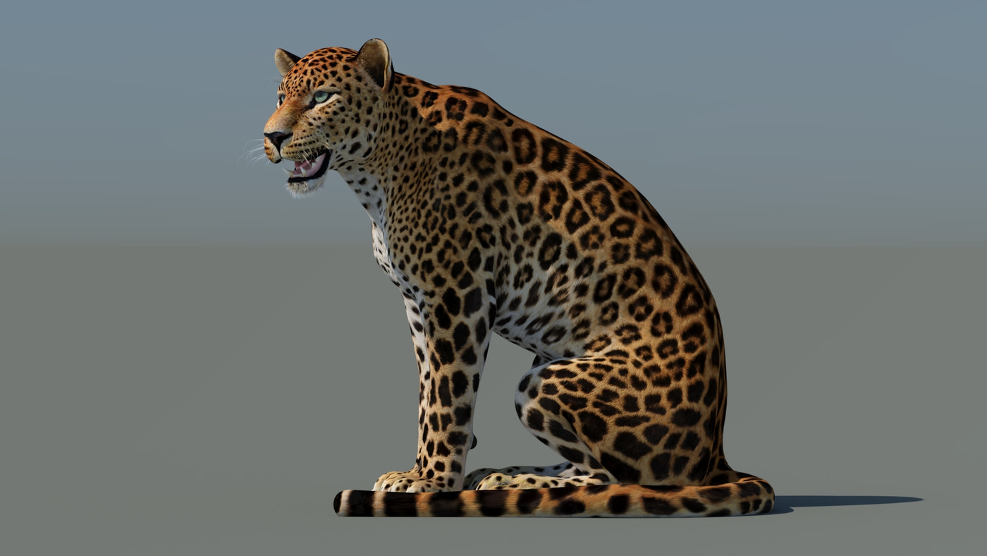 Rigged Sri Lankan Leopard 3D Model - 360 Degree View