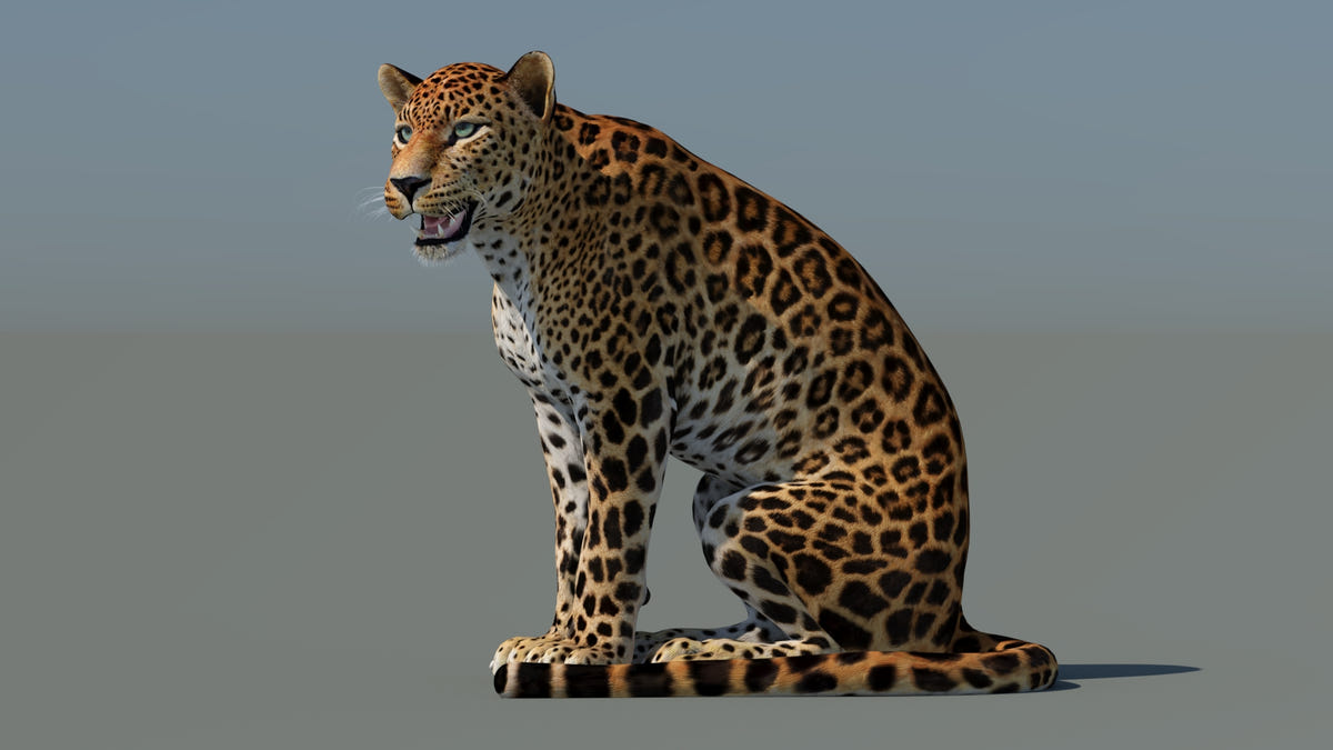 Rigged Sri Lankan Leopard 3D Model Game-Ready - 360 Degree View
