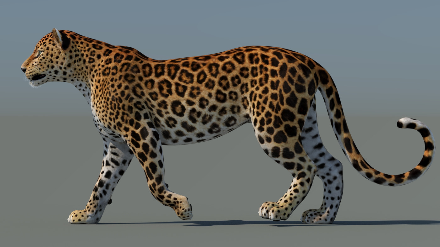 Rigged Sri Lankan Leopard 3D Model - 360 Degree View