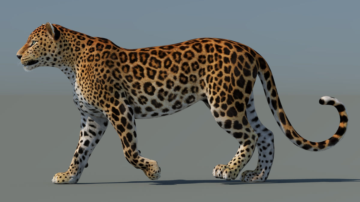 Rigged Sri Lankan Leopard 3D Model Game-Ready - 360 Degree View