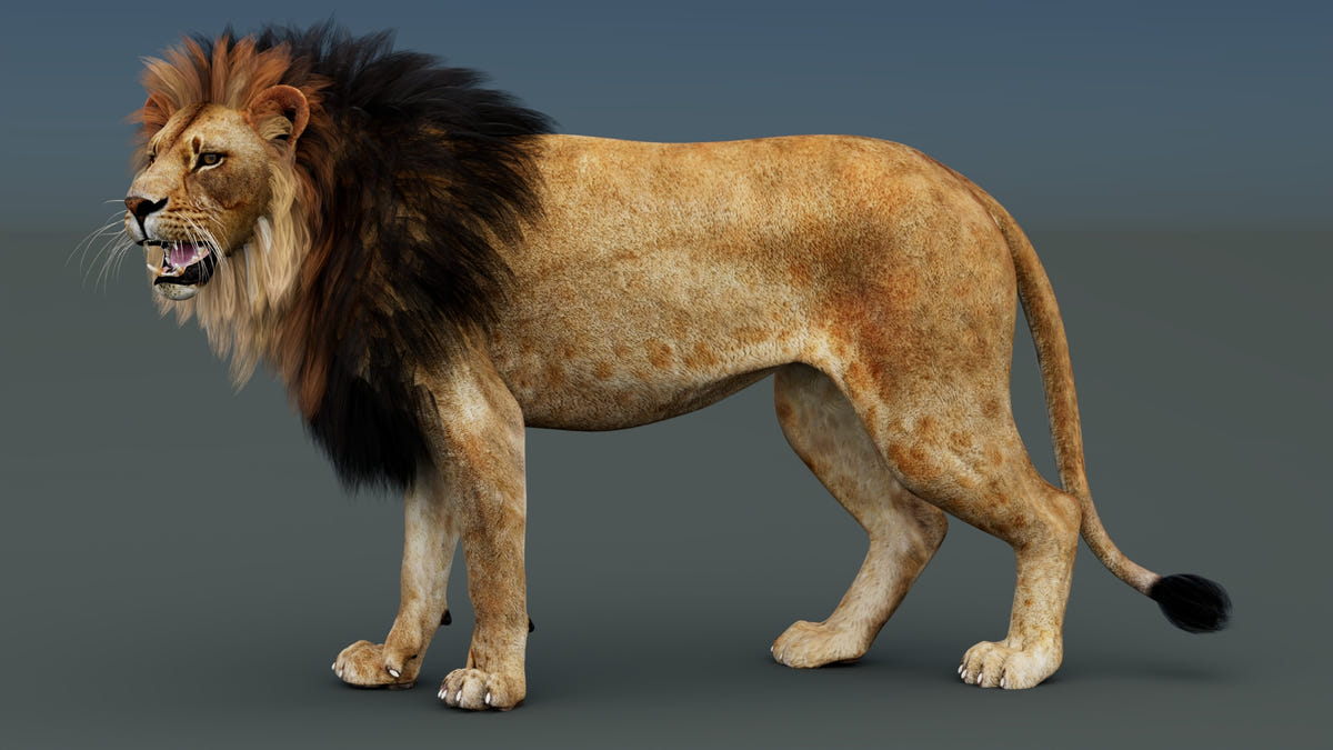 Rigged Lion 3D Model - Game-Ready - 360 Degree View
