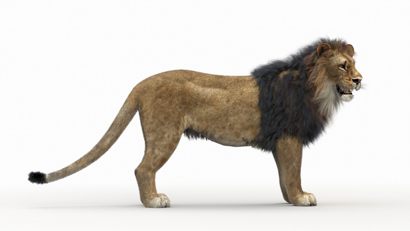 Rigged Lion 3D Model - Hair and Fur | Low-Poly - 360 Degree View