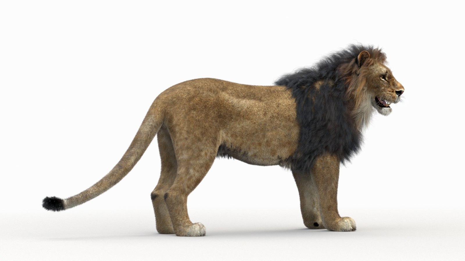 Lion 3D Model Rigged Fur 360° view 1 frame 3