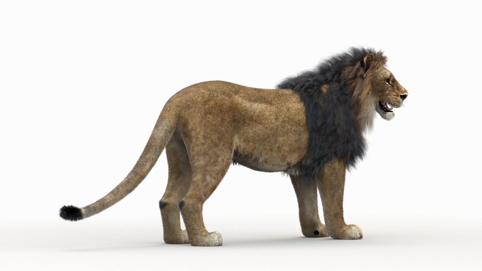 Lion 3D Model Rigged Fur 360° view 1 frame 4